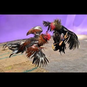 Meet your Posher, Julian